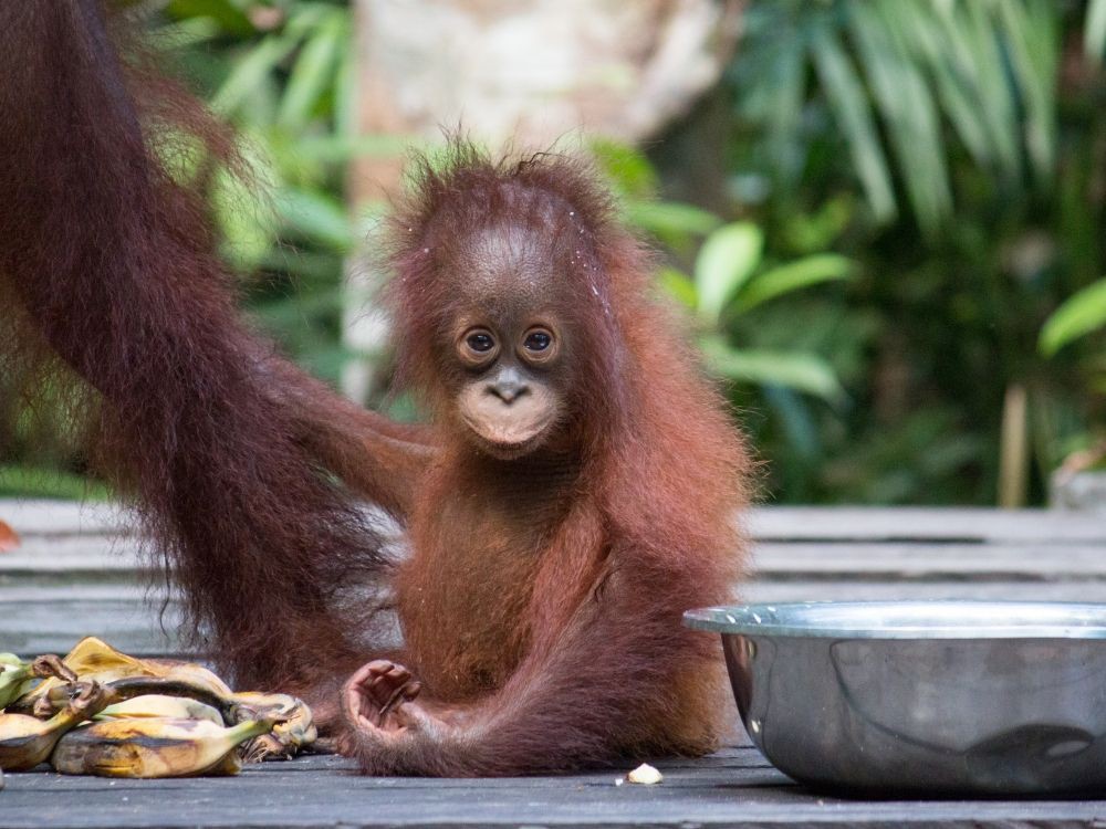Mały orangutan